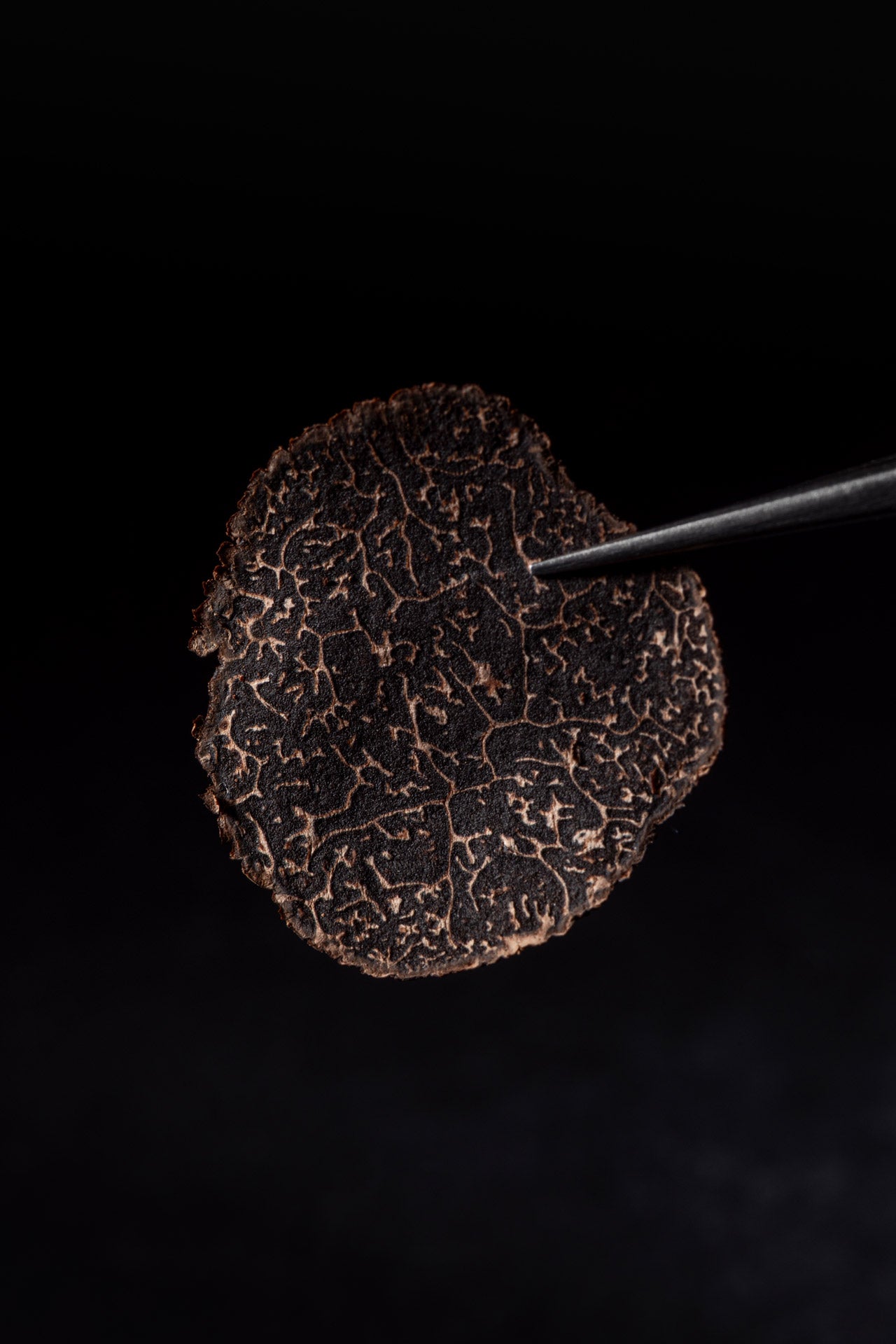 Perigord Black Winter Truffle (Tuber Melanosporum) | Fresh