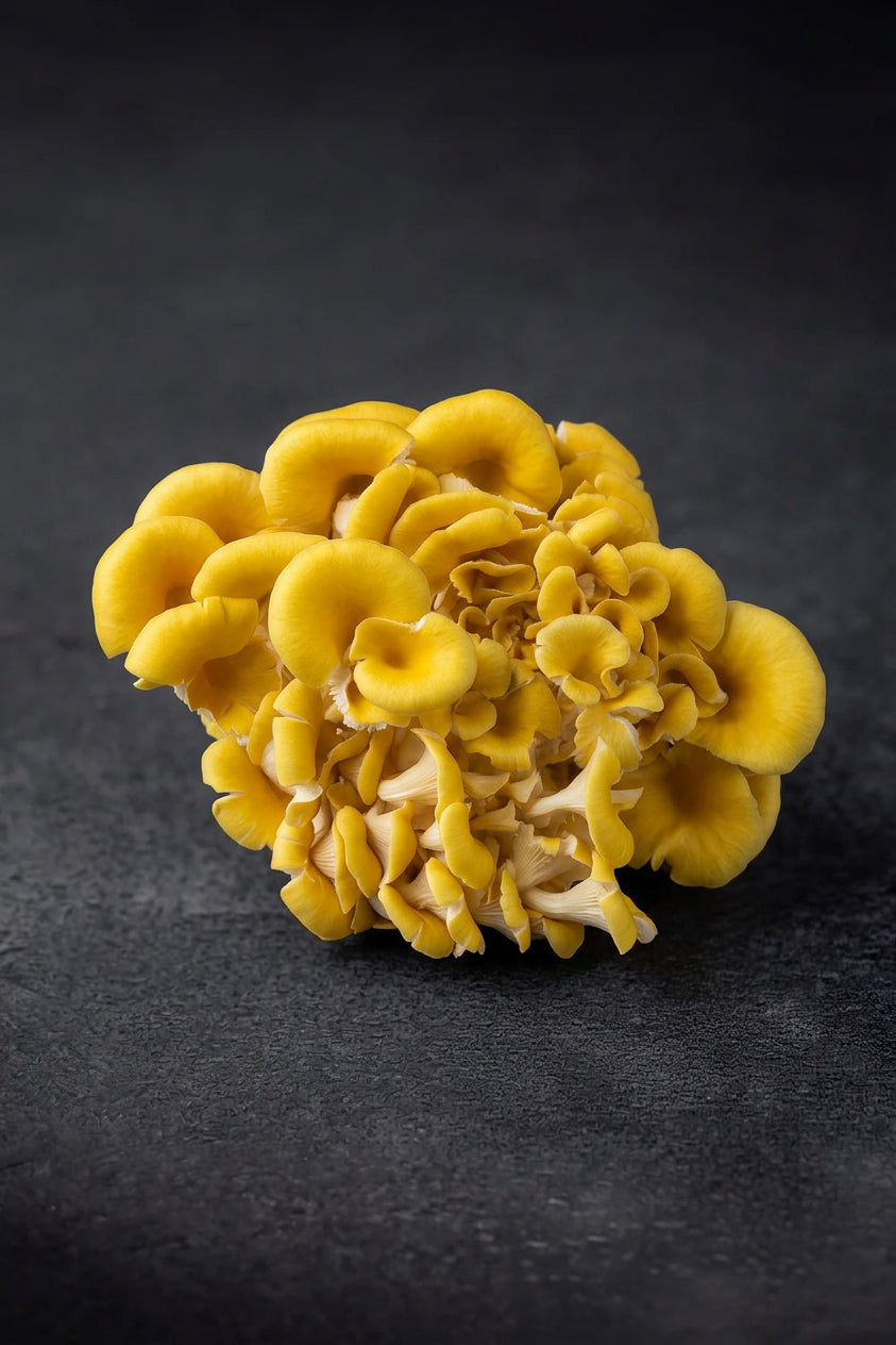 Golden Oyster Mushroom (1kg)