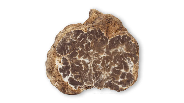 White Spring Truffle